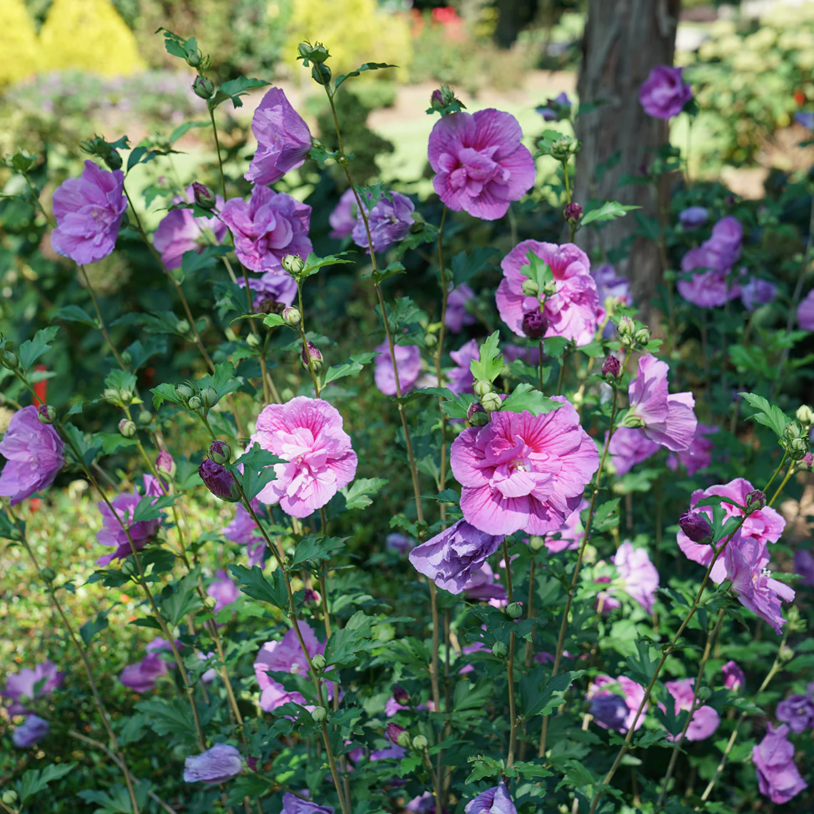 Dark Lavender Chiffon® Rose of Sharon (Hibiscus) - Image 3
