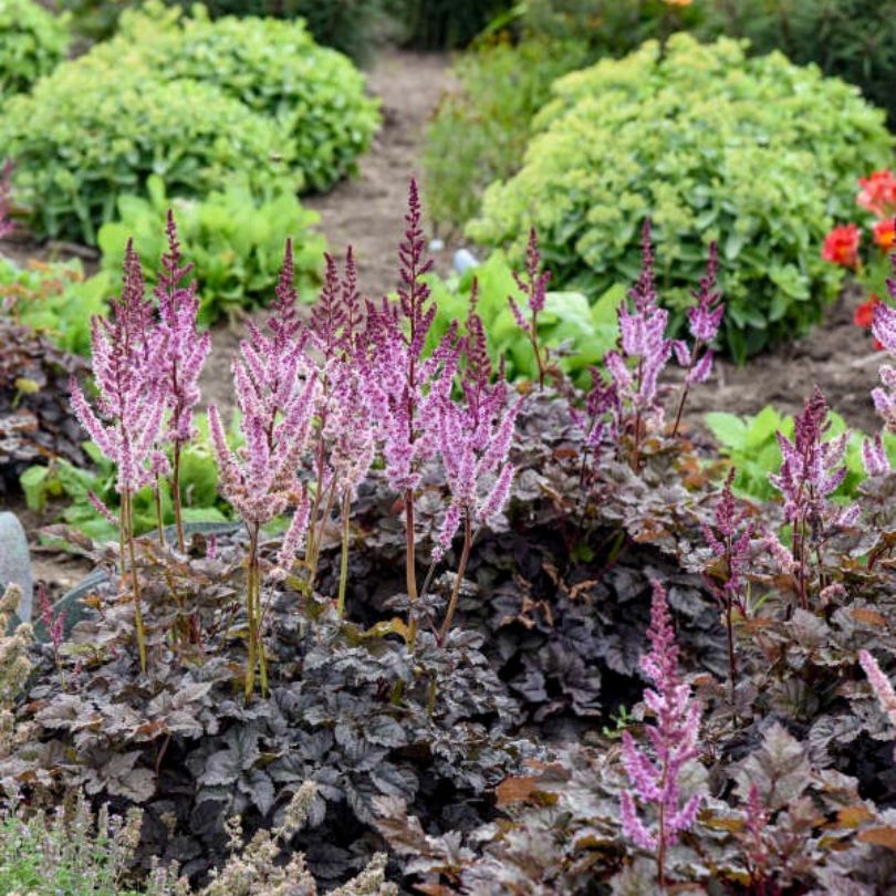 'Dark Side of the Moon' Astilbe