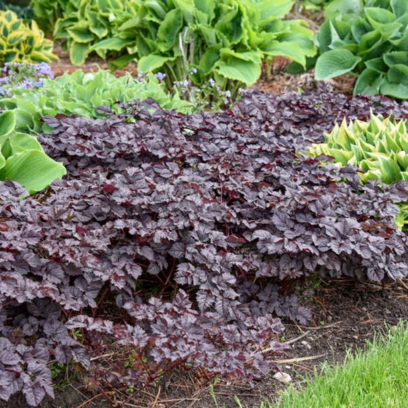 'Dark Side of the Moon' Astilbe - Image 5