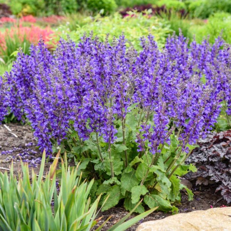 Living Large® 'Dark Sky' Salvia