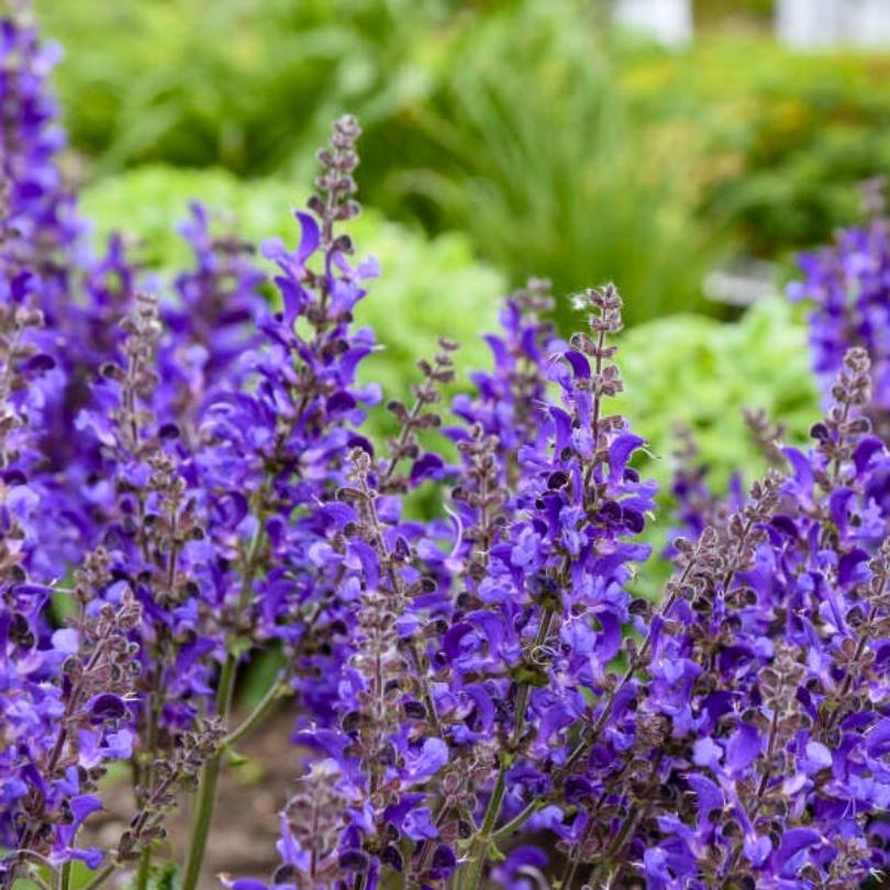 Living Large® 'Dark Sky' Salvia - Image 2