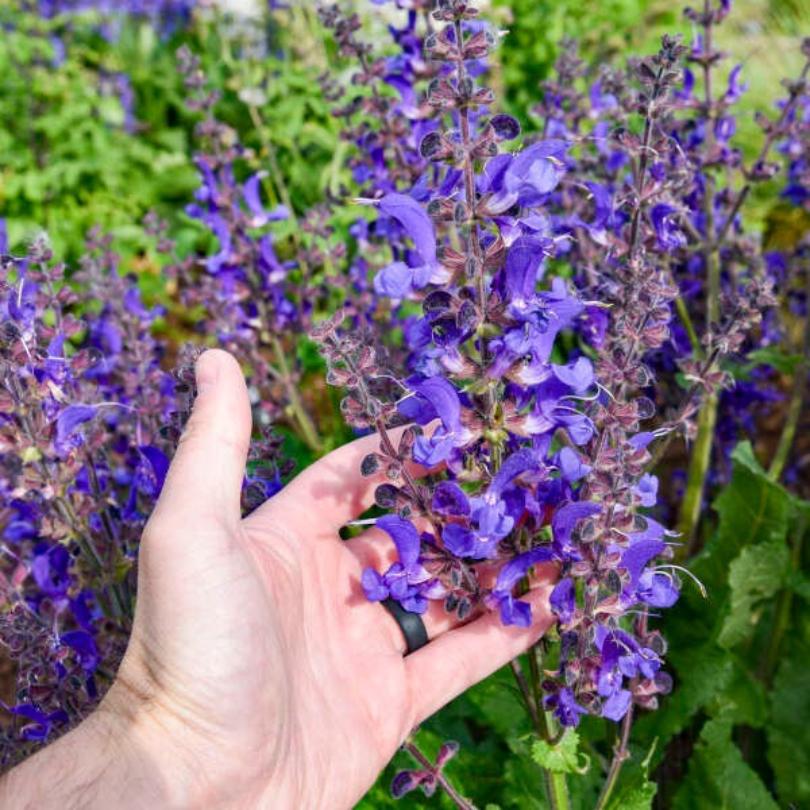 Living Large® 'Dark Sky' Salvia - Image 4