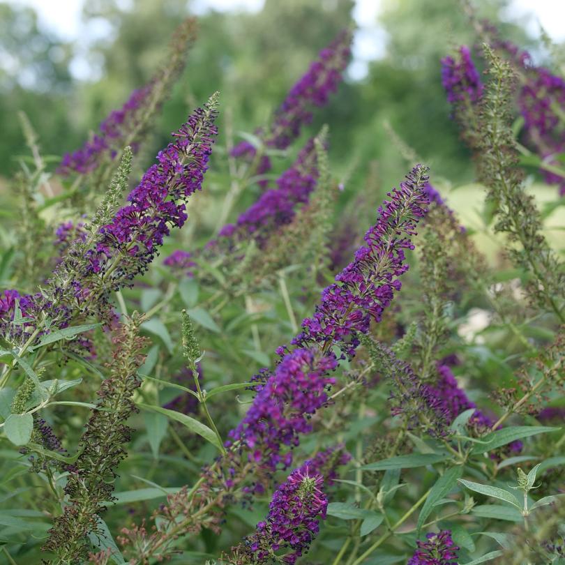 Darkest Night™ Butterfly Bush (Buddleia) - Image 5