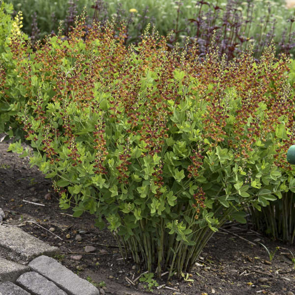 Decadence® 'Cherries Jubilee' False Indigo (Baptisia)