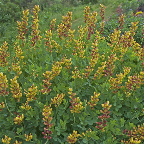 Decadence® 'Cherries Jubilee' False Indigo (Baptisia) - Image 3