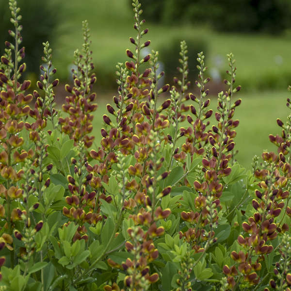 Decadence® 'Cherries Jubilee' False Indigo (Baptisia) - Image 4