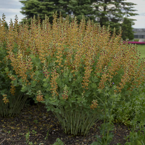 Decadence® 'Cherries Jubilee' False Indigo (Baptisia) - Image 5