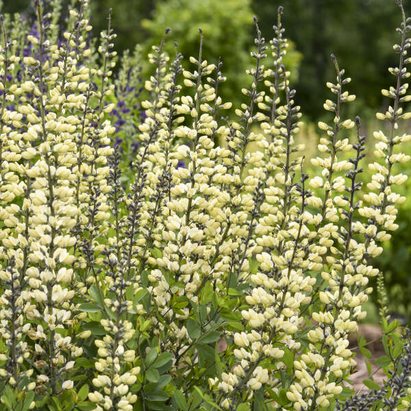 Decadence® 'Vanilla Cream II' False Indigo (Baptisia) - Image 2