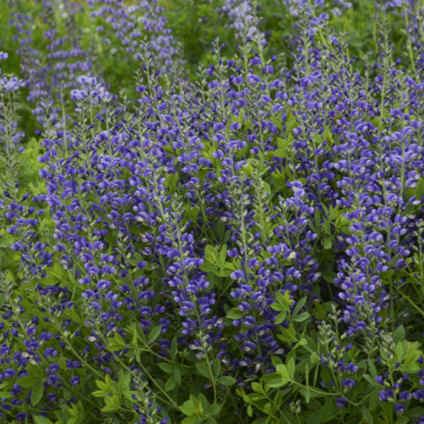 Decadence® 'Blueberry Sundae' False Indigo (Baptisia)
