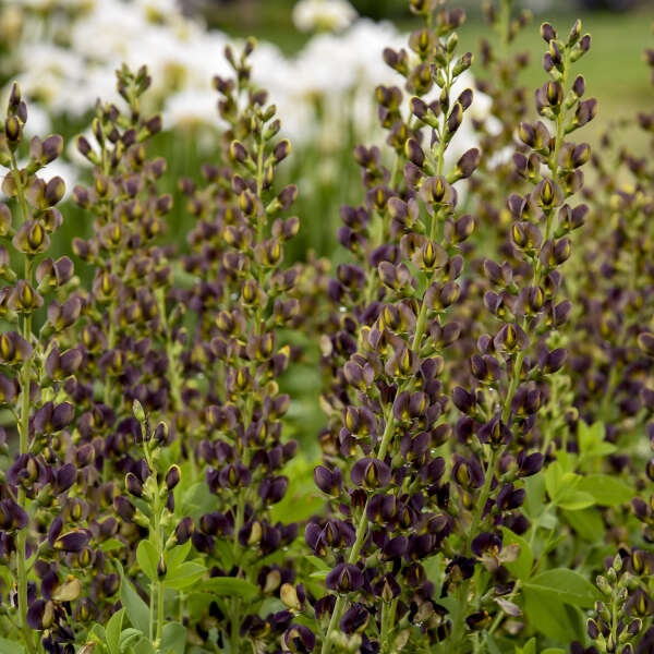 Decadence® 'Dark Chocolate' False Indigo (Baptisia)