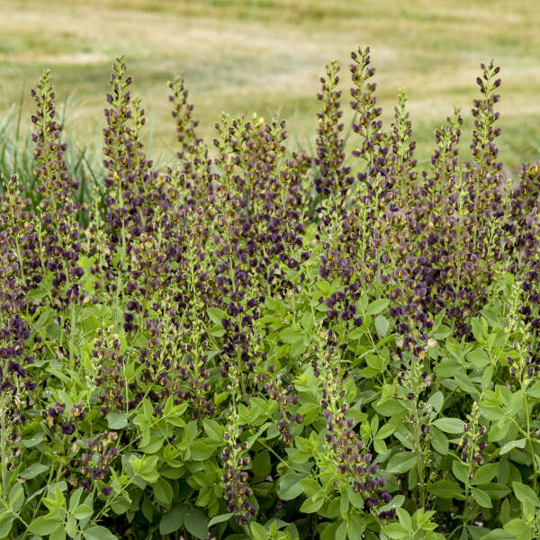 Decadence® 'Dark Chocolate' False Indigo (Baptisia) - Image 2