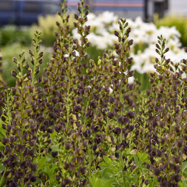 Decadence® 'Dark Chocolate' False Indigo (Baptisia) - Image 3
