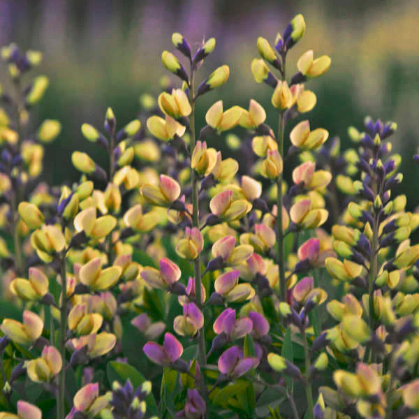 Decadence® 'Pink Lemonade' False Indigo (Baptisia)