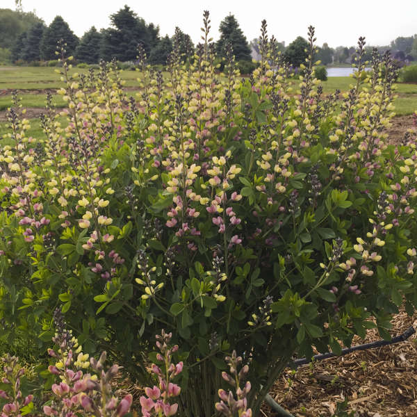 Decadence® 'Pink Lemonade' False Indigo (Baptisia) - Image 2