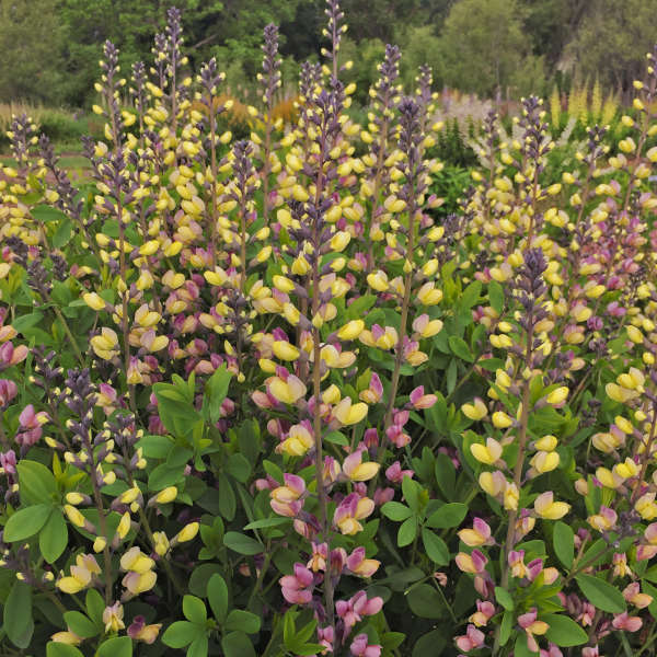 Decadence® 'Pink Lemonade' False Indigo (Baptisia) - Image 3