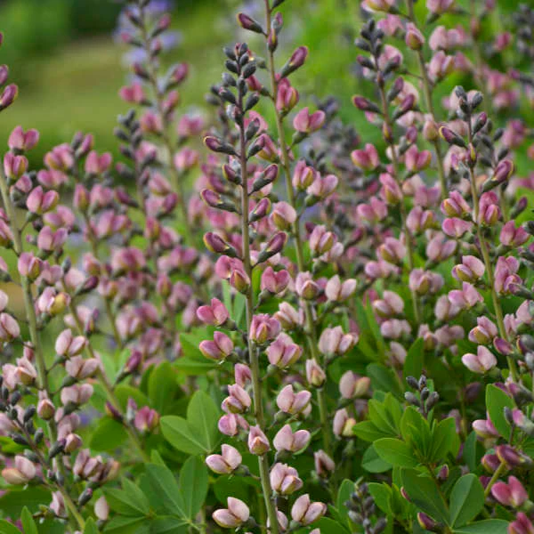 Decadence® 'Pink Truffles' False Indigo (Baptisia)
