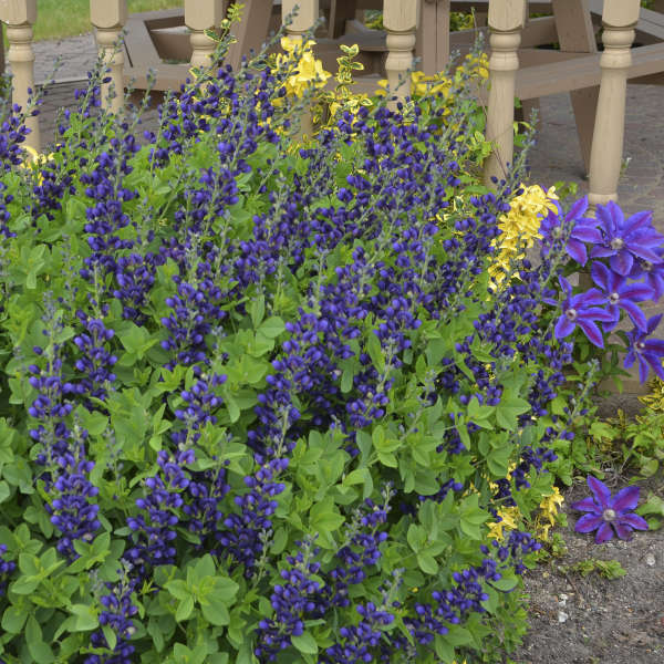 Decadence® 'Sparkling Sapphires' False Indigo (Baptisia)