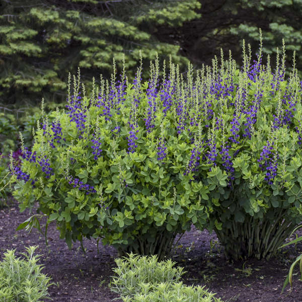 Decadence® 'Sparkling Sapphires' False Indigo (Baptisia) - Image 3
