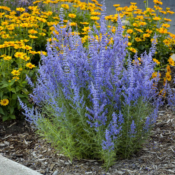 'Denim 'n Lace' Russian Sage (Perovskia) - Image 3