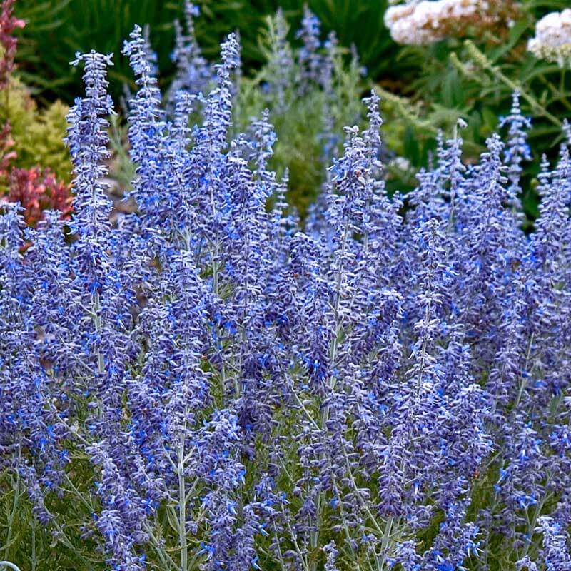 'Denim 'n Lace' Russian Sage (Perovskia) - Image 5