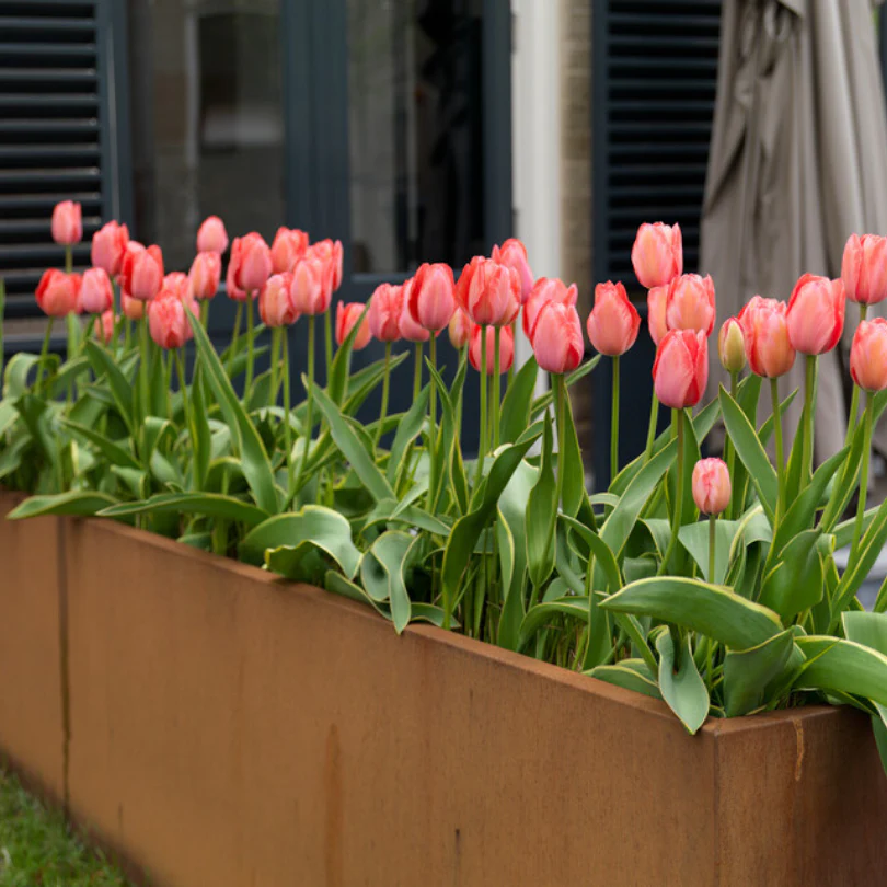 'Design Impression' Tulip - Image 2