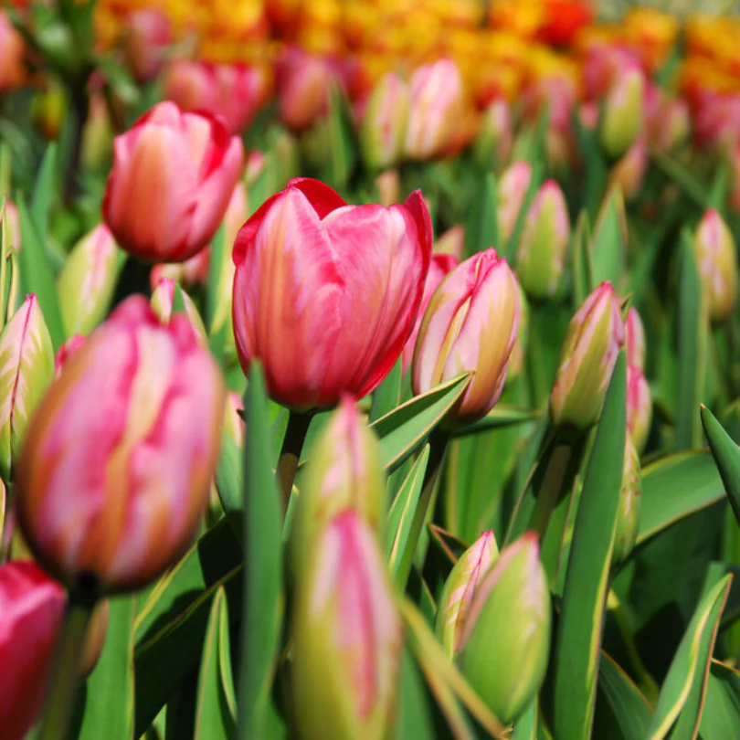 'Design Impression' Tulip - Image 3