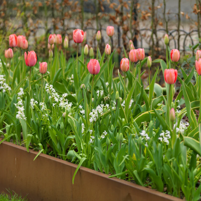 'Design Impression' Tulip - Image 4