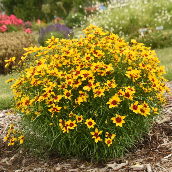 Designer Threads™ 'Golden Needles' Tickseed (Coreopsis)