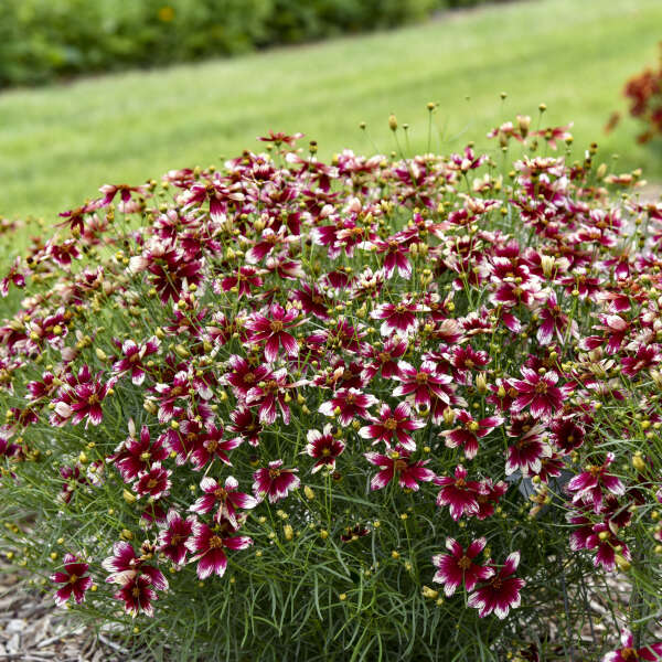 Designer Threads™ 'Heartstrings' Tickseed (Coreopsis)