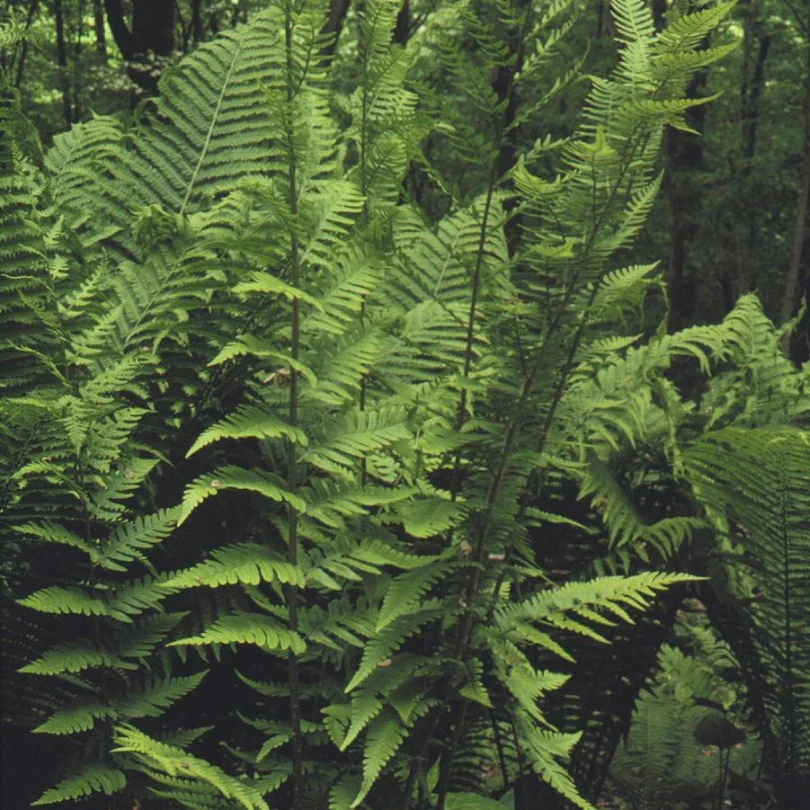 Dixie Wood Fern (Dryopteris) - Image 2