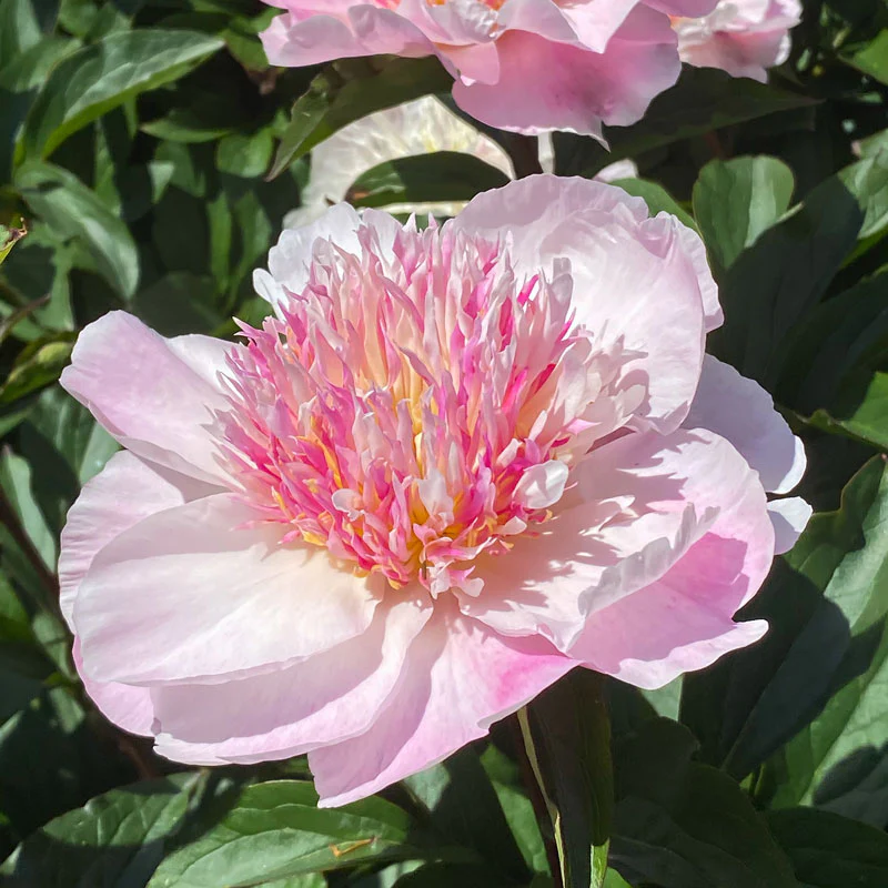 'Do Tell' Peony (Paeonia)