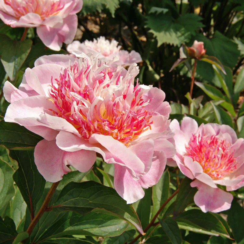 'Do Tell' Peony (Paeonia) - Image 2