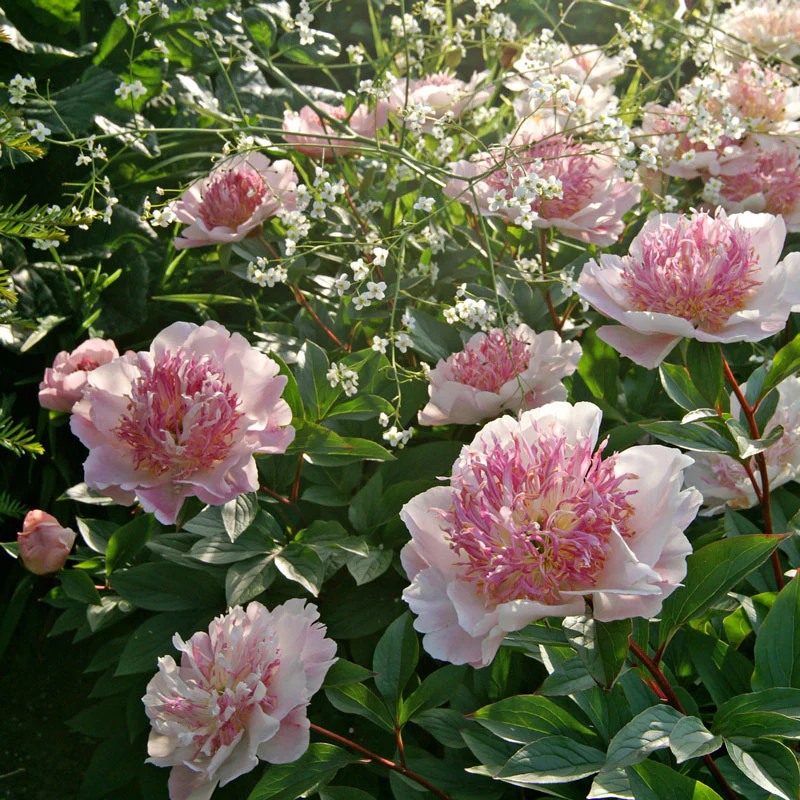 'Do Tell' Peony (Paeonia) - Image 5