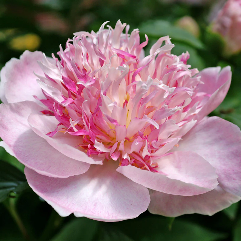 'Do Tell' Peony (Paeonia) - Image 8