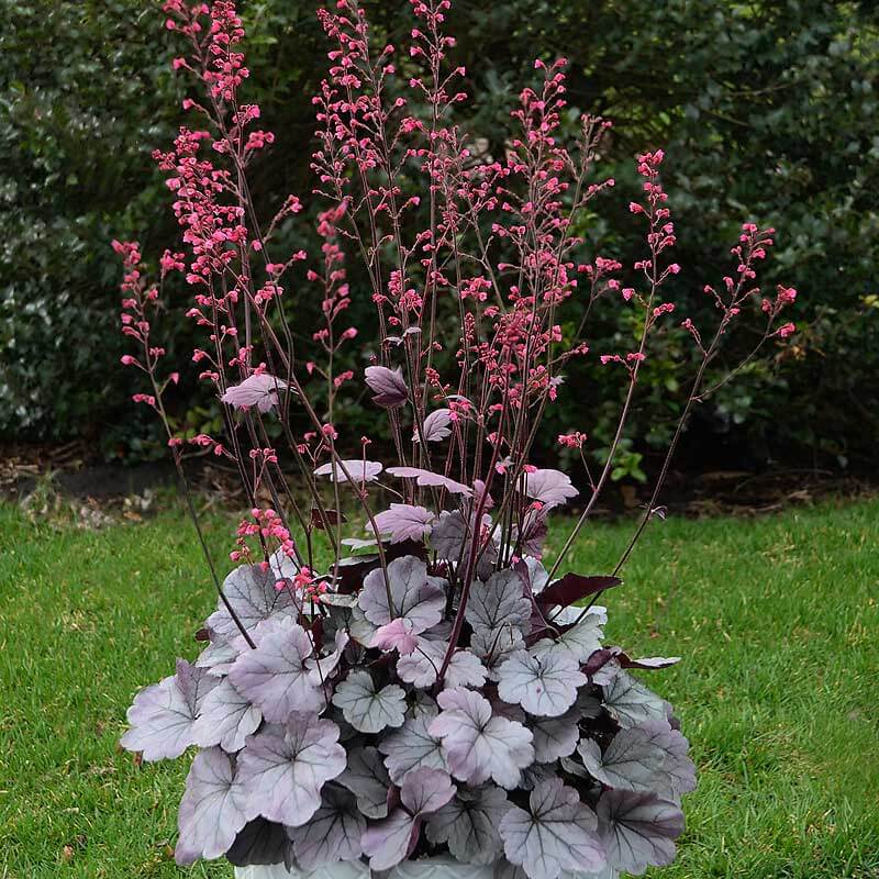 Dolce® 'Silver Gumdrop' Coral Bells (Heuchera) - Image 5