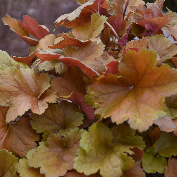 Dolce® 'Toffee Tart' Coral Bells (Heuchera) - Image 4
