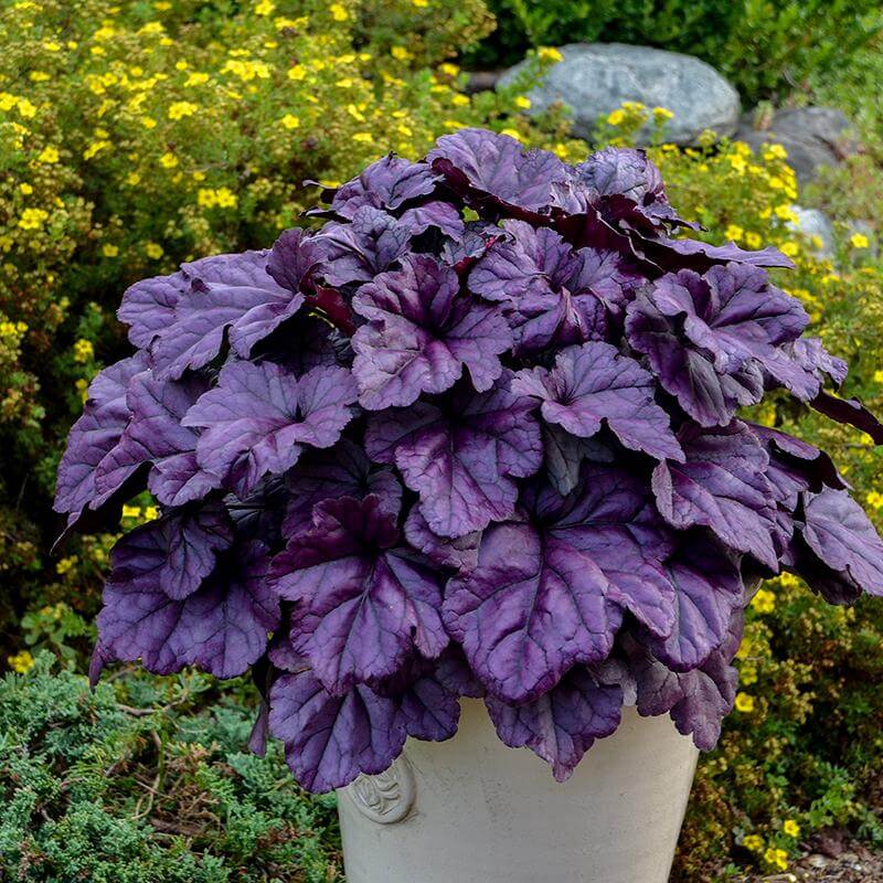 Dolce® 'Wildberry' Coral Bells (Heuchera) - Image 3