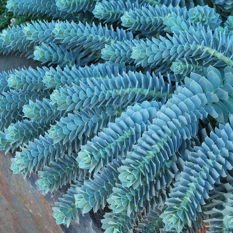 Donkey Tail