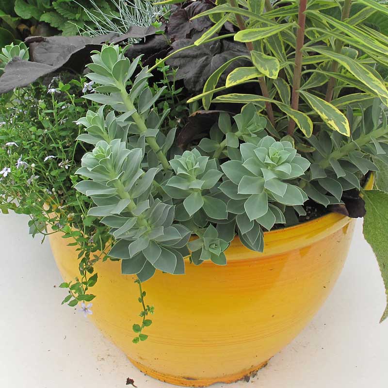 Donkey Tail - Image 2