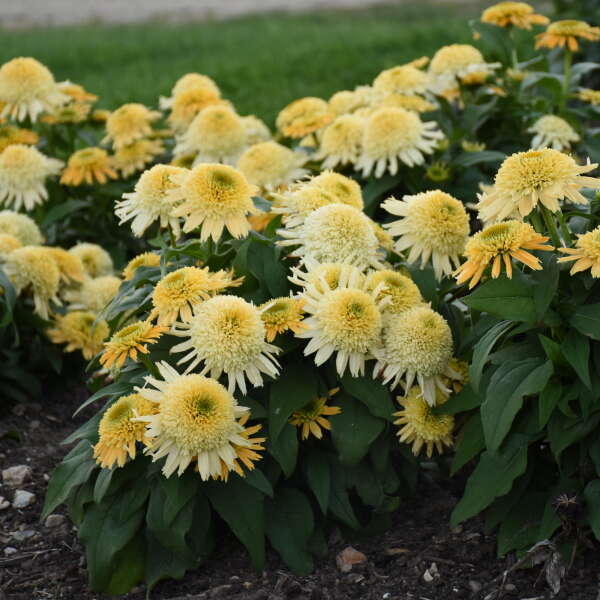 Double Coded™ 'Butter Pecan' Coneflower (Echinacea)