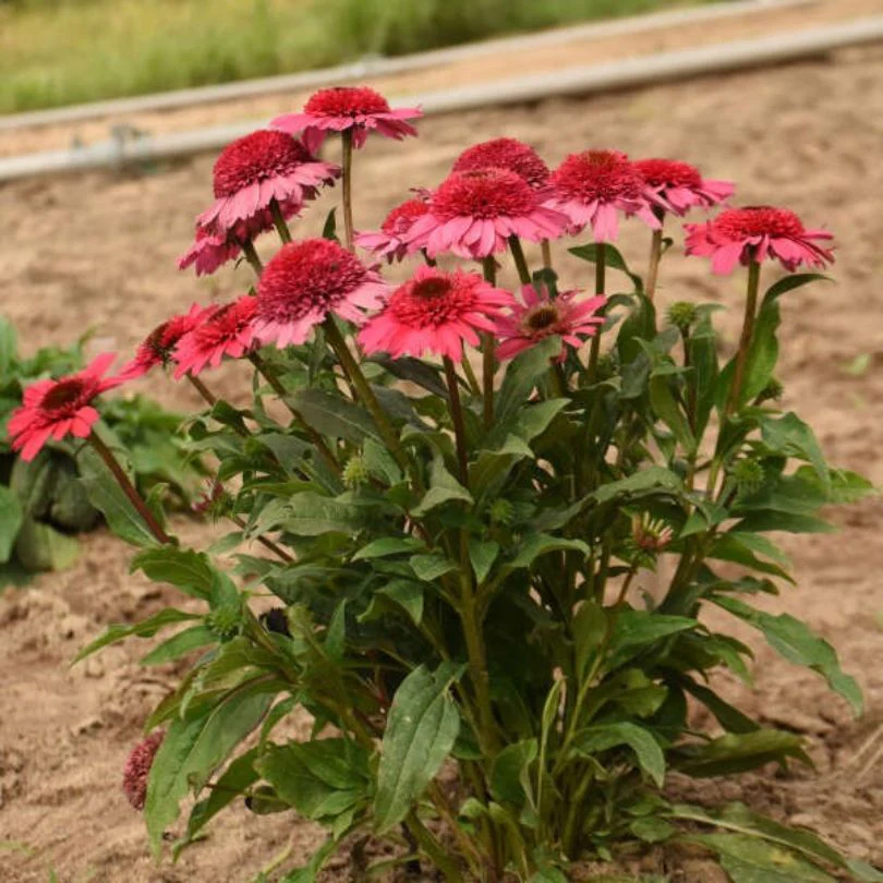Double Coded™ 'Coral Cranberry' Coneflower (Echinacea) - Image 2
