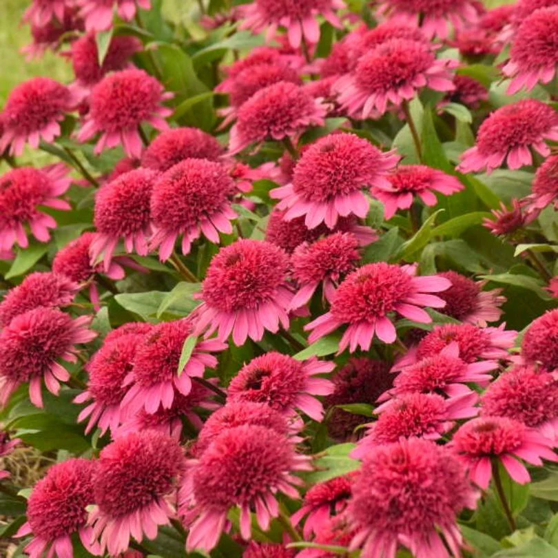 Double Coded™ 'Raspberry Beret' Coneflower (Echinacea)