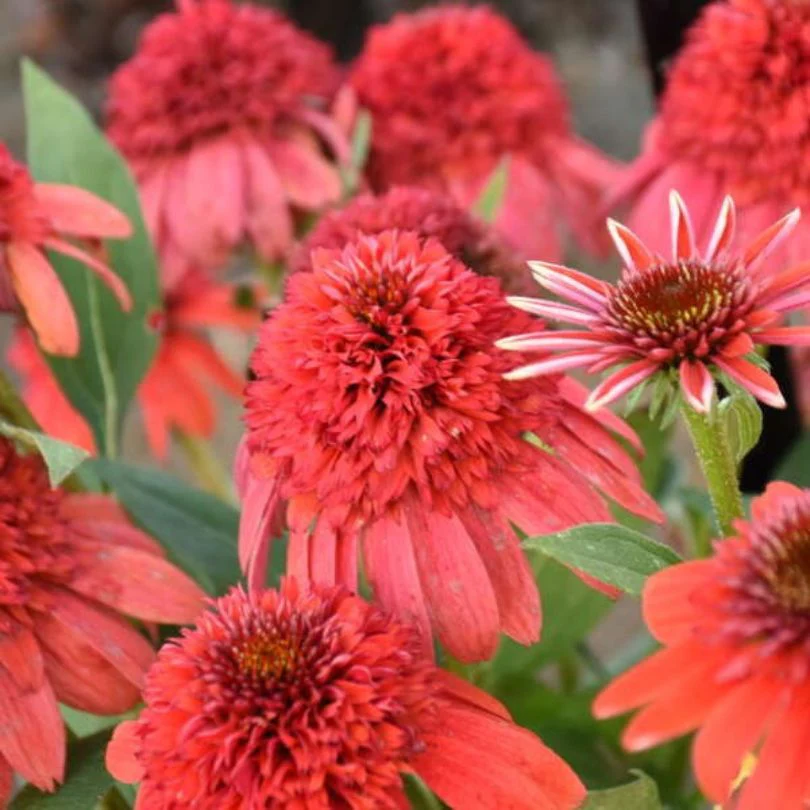 Double Dipped™ 'Jamberry' Coneflower (Echinacea)