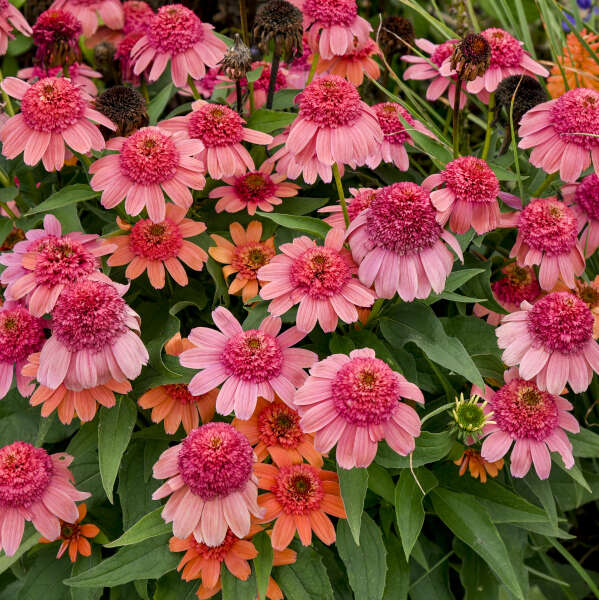 Double Dipped™ 'Rainbow Sherbet' Coneflower (Echinacea)