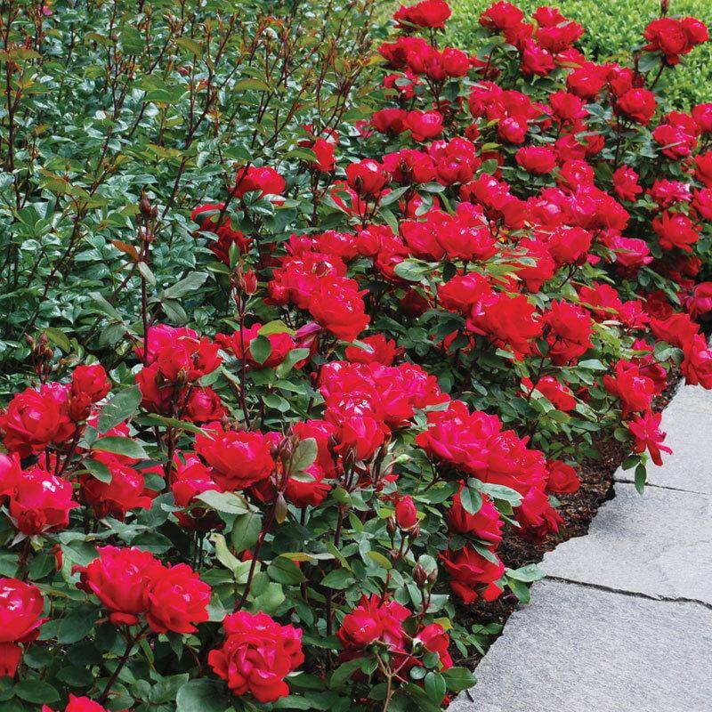 Double Knock Out® Rose