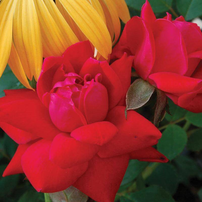Double Knock Out® Rose - Image 2