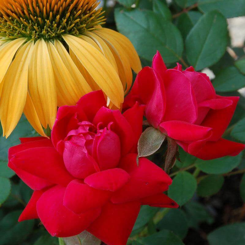 Double Knock Out® Rose - Image 3