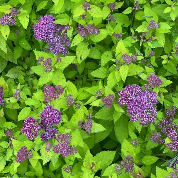 Double Play Dolly® Spirea - Image 4