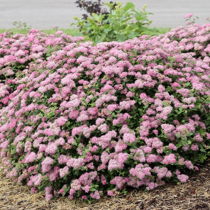 Double Play® Princess Spirea - Image 3