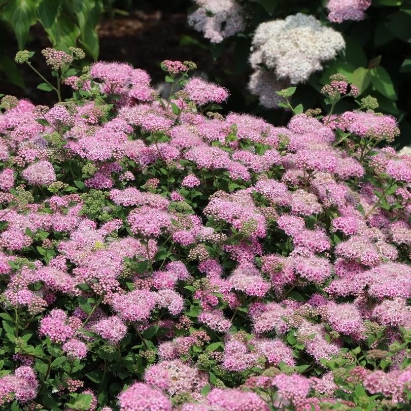 Double Play® Princess Spirea - Image 5